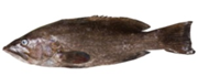 Gtipi 03028990 olan AB BTB görseli 48229