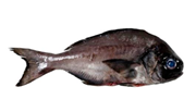 Gtipi 03028990 olan AB BTB görseli 49879