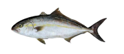 Gtipi 03028990 olan AB BTB görseli 49880