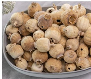  Süs haşhaş kapsülleri. GTİP 06039000 AB BTB görseli 2